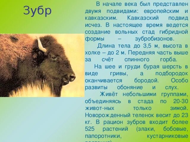 Зубр проект 2 класс Красная книга Югры
