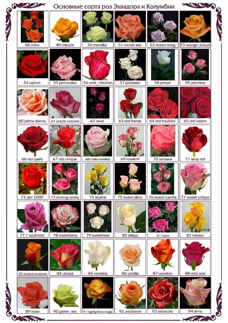 Названия разновидностей роз. Сорта роз срезка. Сорта роз для срезки. Расцветки роз названия.