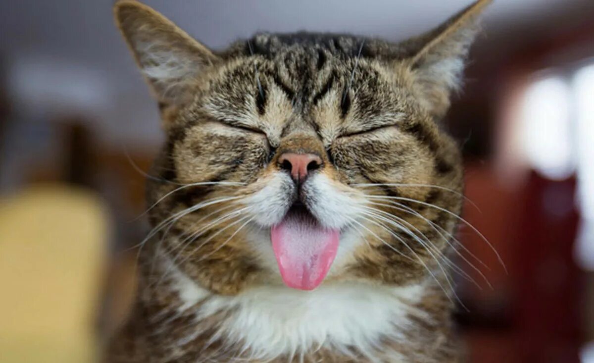 Коты представляет 1. Фотографии кошек. Коты представляет 1. Котенок показывает язык. Милый кись.