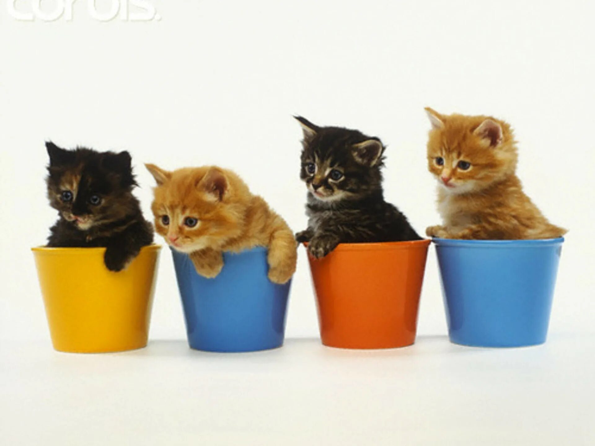Разные котята. Котята разных цветов. Котики в ряд. Четыре котенка.