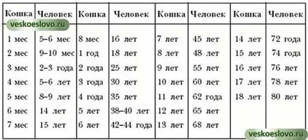 Отроковица до скольки лет. Сколько лет кошке по кошачьим меркам таблица. Как считать сколько лет коту по человеческим меркам. Сколько лет кошке по человеческим годам таблица. Возраст кошек в переводе на человеческий Возраст таблица.