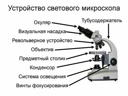 Какую функцию выполняет кольцо регулировки кратности увеличения изображения в цифровом микроскопе