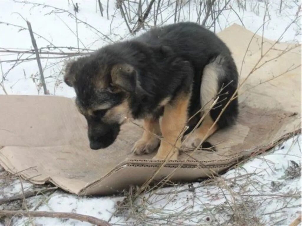Помощь животным оренбург. Группа помощи бездомным животным Оренбург. Группа помощи бездомным животным оглянись Астрахань. Мне настоящий щенок игровой щенок маленький.