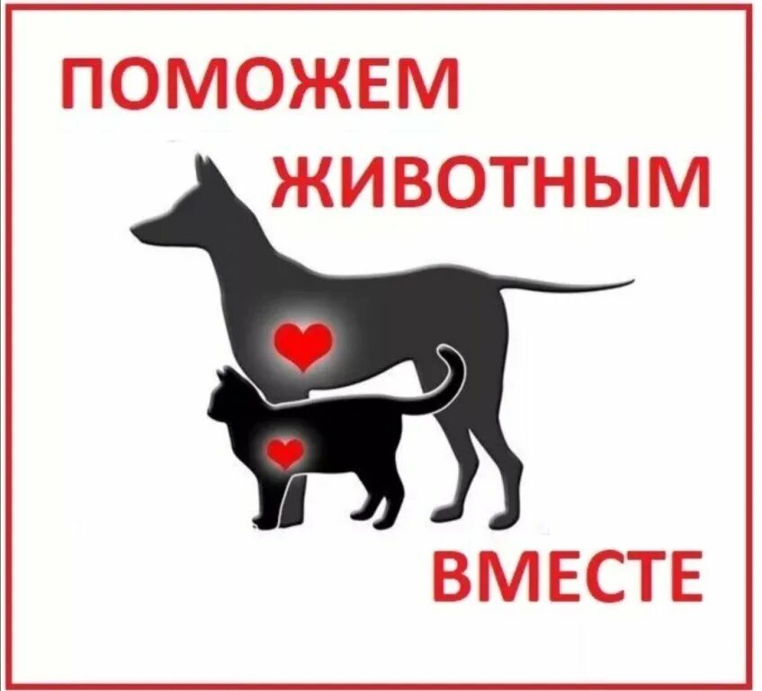Помощь приюту для животных. Помоги бездомным животным. поможем животным вместе. поможем приюту для бездомных животных.