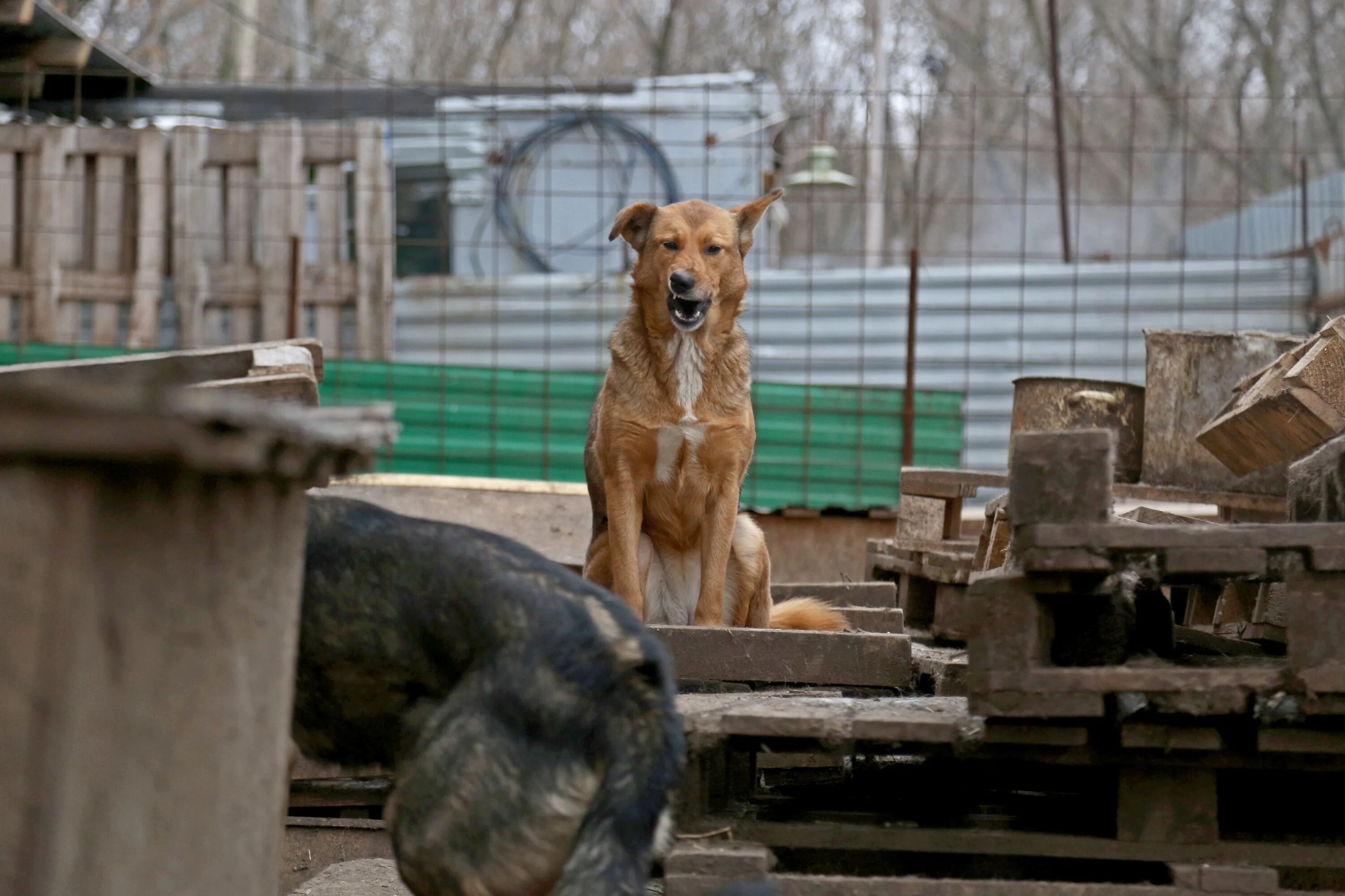 Приют для собак в уфе. Животные уфы. Собака уфа. Собака уфа. Авито собаки уфа.