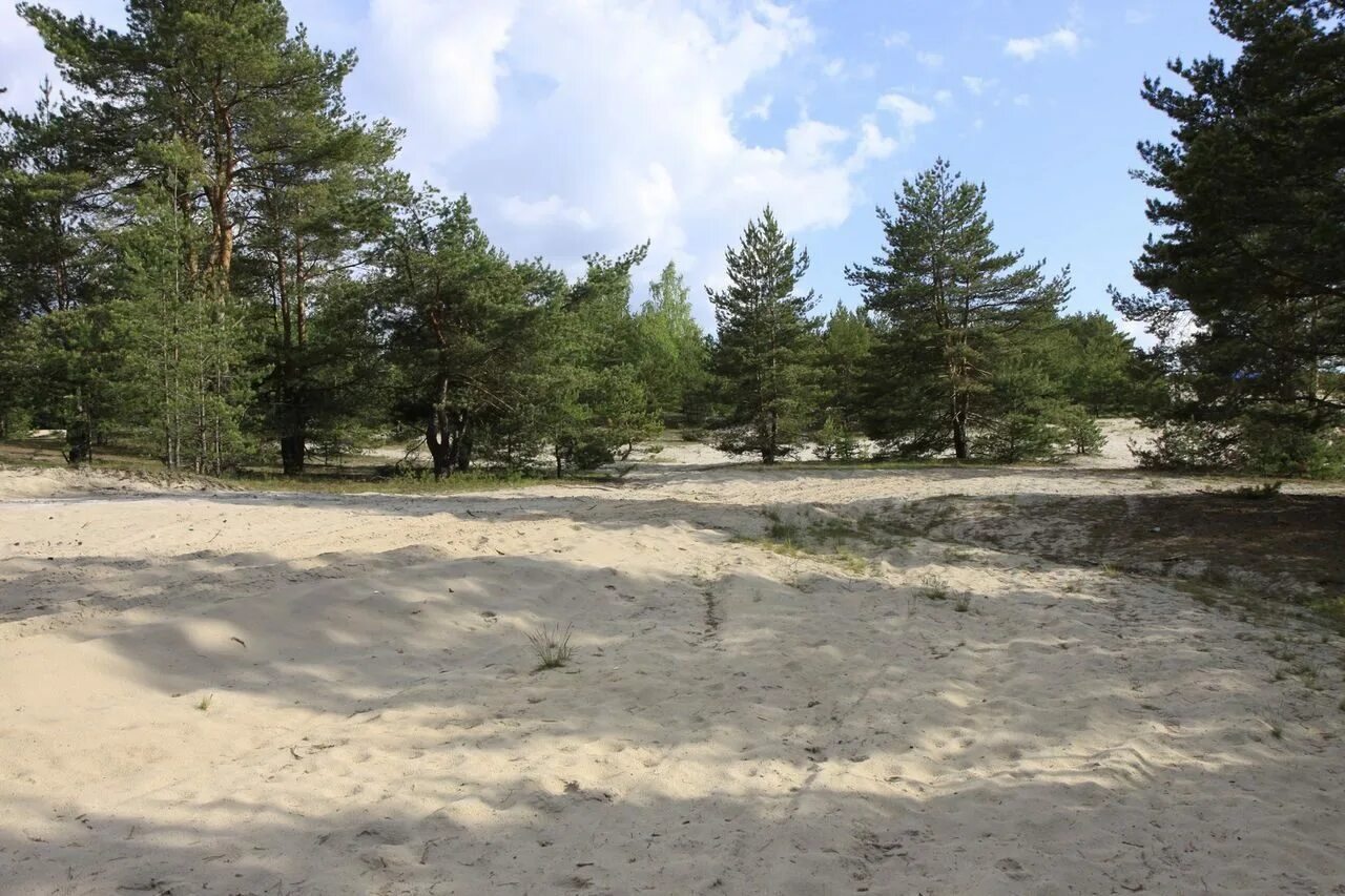 карьеры песка. песок в лесу. сосновый бор на песчаных дюнах. сосновые леса на песчаных дюнах воскресенский район. якутия пески тукуланы.