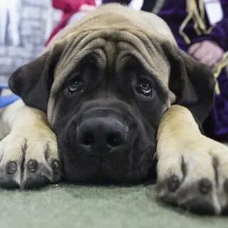 Large dogs