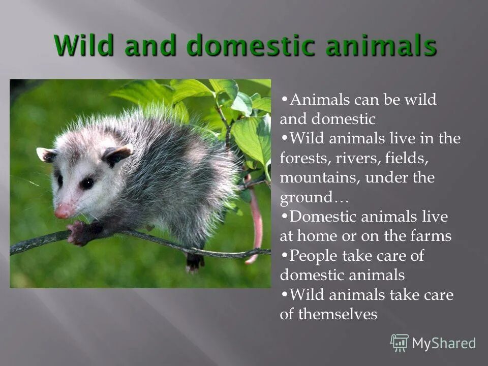 Wild animals essay. Domestic and Wild animals. Wild animals and domestic animals. Wild domestic. Domestic and Wild animals for Kids.