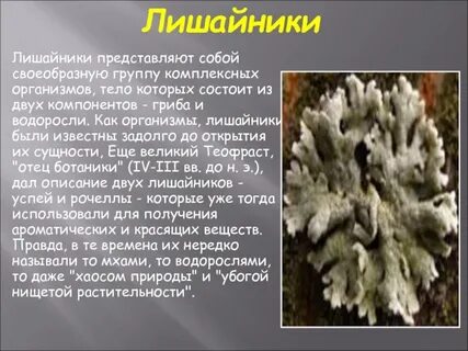 Лишайник информация