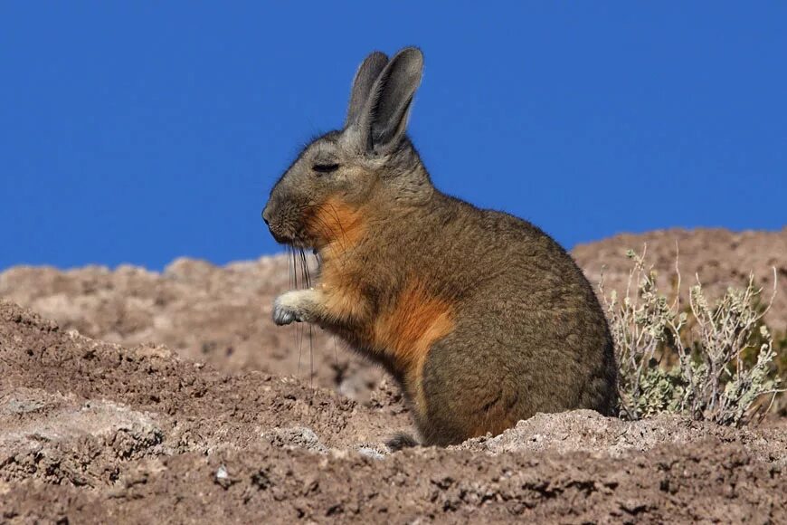 Равнинная вискаша. Шиншилла вискача. Вискача южной америки. Вискача южной америки. Шиншилла вискаша.