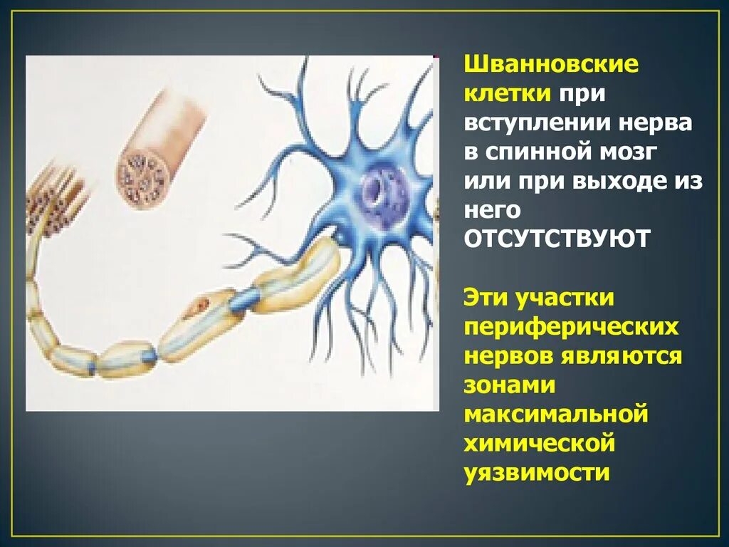 На схеме строения нейрона миелиновая оболочка. Немиелинизированные волокна функции. Шванновские клетки строение. Клетки шванна строение. Строение шванновских клеток.
