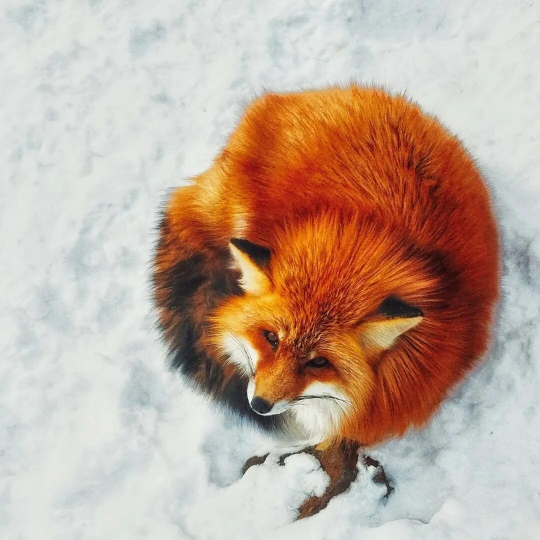 Рыжая fox. Лиса. Красивые лисы. Пушистые лисы. Огненно рыжая лиса.