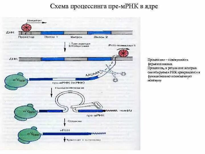 Схема процессинга РНК. Процессинг у эукариот схема. Процессинг пре-МРНК У эукариот. Процессинг схема биология.