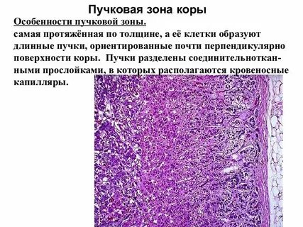 Центральные эндокринные органы гистология