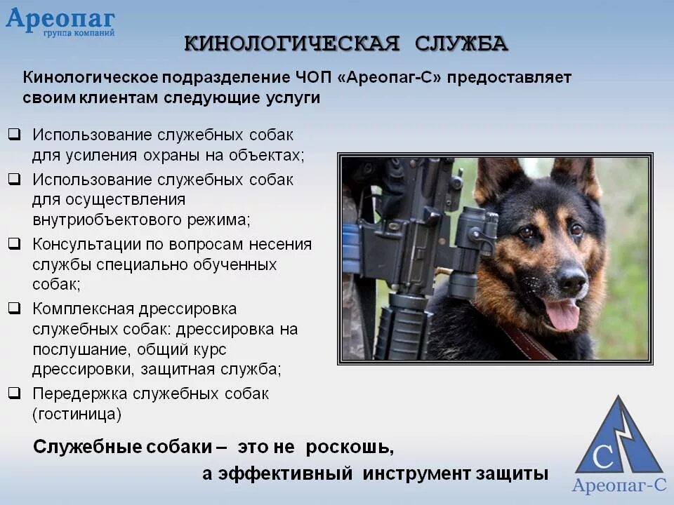 Кинологи транспортной полиции. Моя профессия кинолог. Правила кинологов. Правила кинологов. Специалист кинолог.