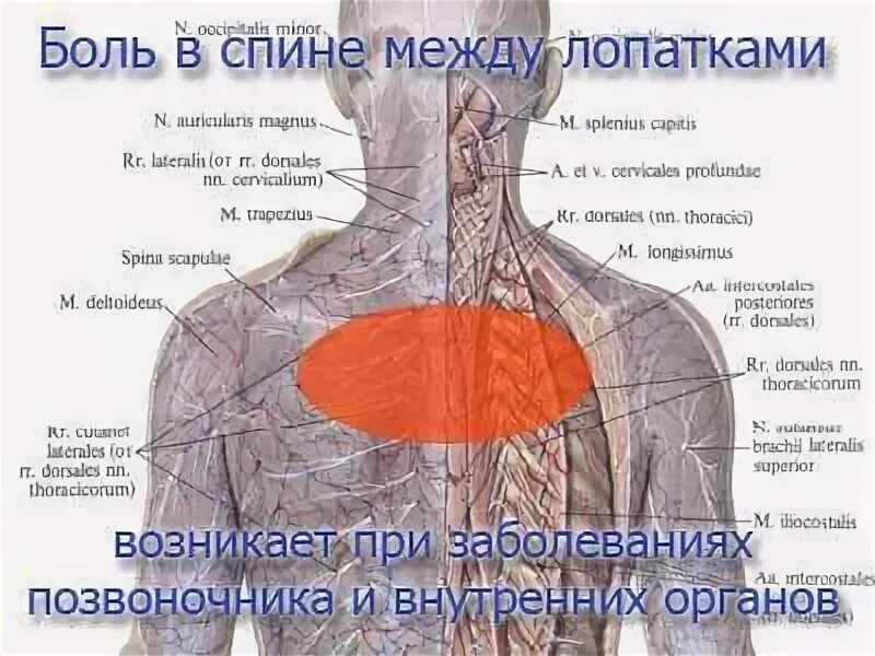 Боль в лопатке при движении. Боль в спине между лопатками. боль под лопаткой. болит под лопаткой. спина болит между лопатками.