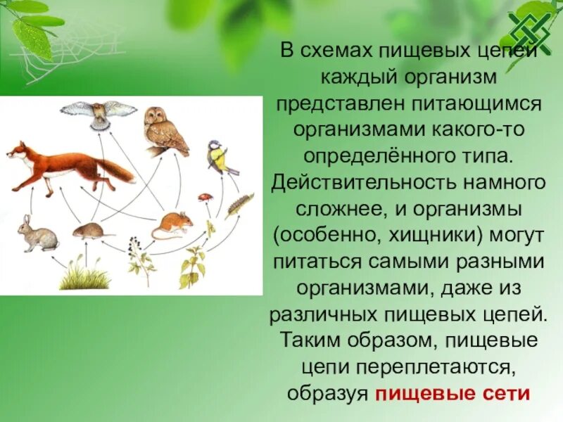 Во всех природных сообществах выделяют. Пищевая цепь природного сообщества. Пищевые Цепочки в природных сообществах. Организмы в природных сообществах. Пищевые связи в природе.