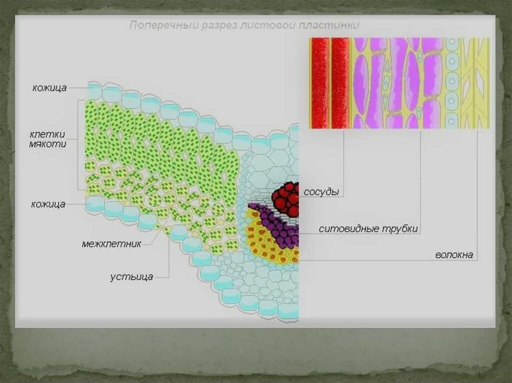 Какой тканью представлены жилки. Внутреннее строение жилки листа. Поперечный разрез листовой пластинки. Ткани жилки листа. Что входит в состав жилки листа.