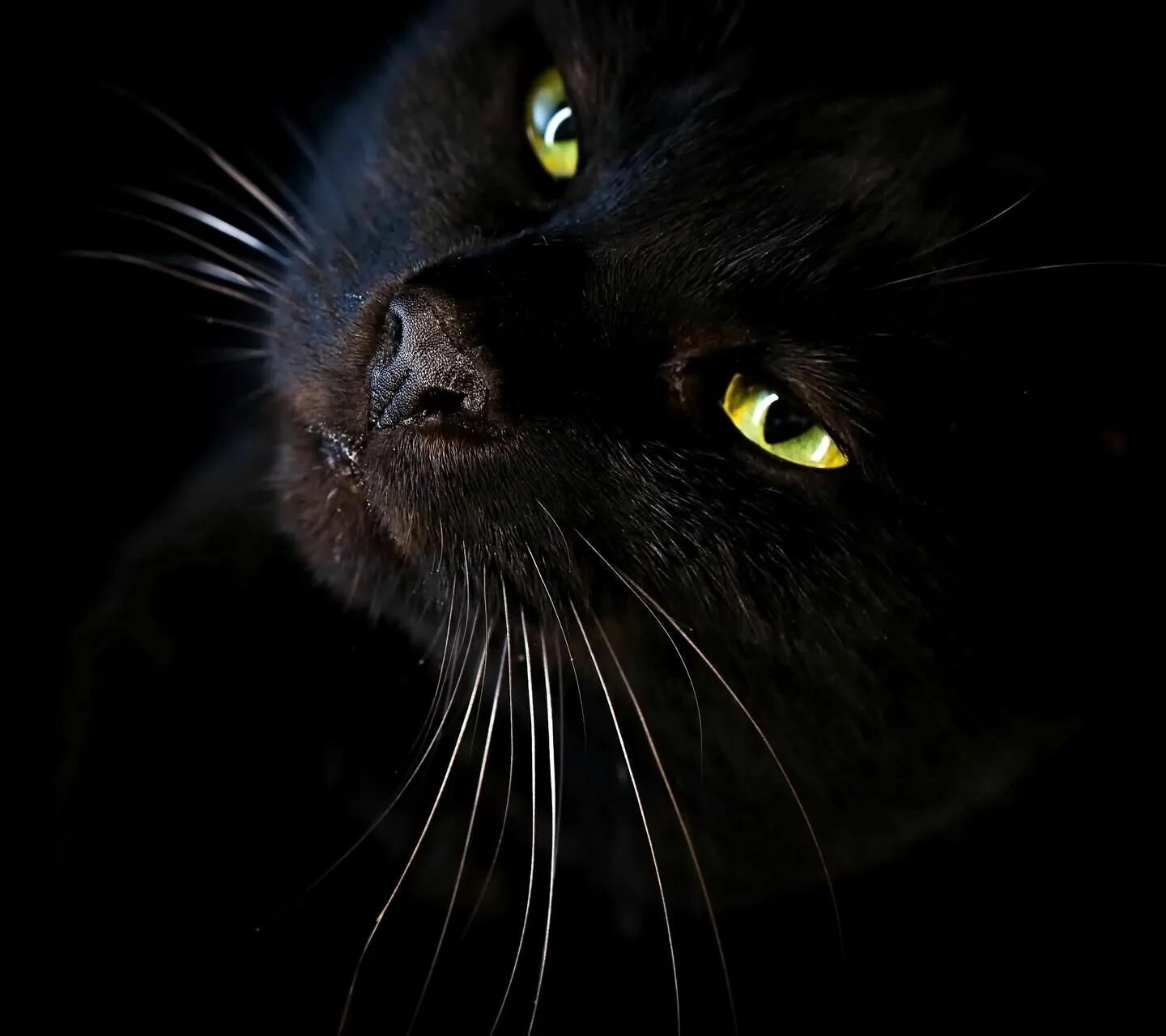 Черная кошка. Чёрный кот с зелёными глазами. Черная кошка с зелеными глазами. Красивая черная кошка. Черные кошки 10