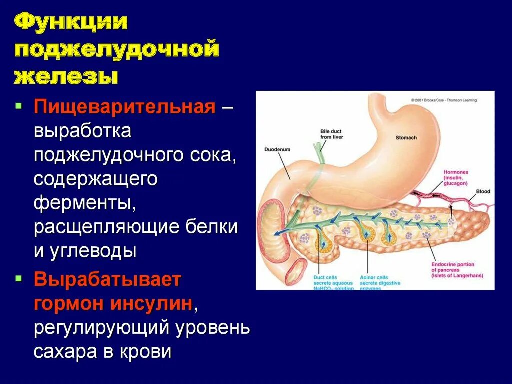 Какова роль поджелудочной железы в организме