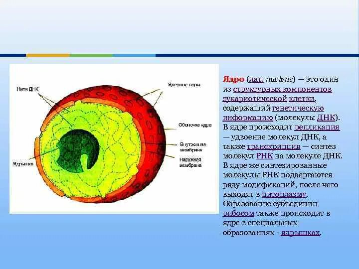 Ядро содержит наследственную информацию. Процессы происходящие в ядре. Ядро. Ядро эукариотической клетки. Что происходит в ядрышке.