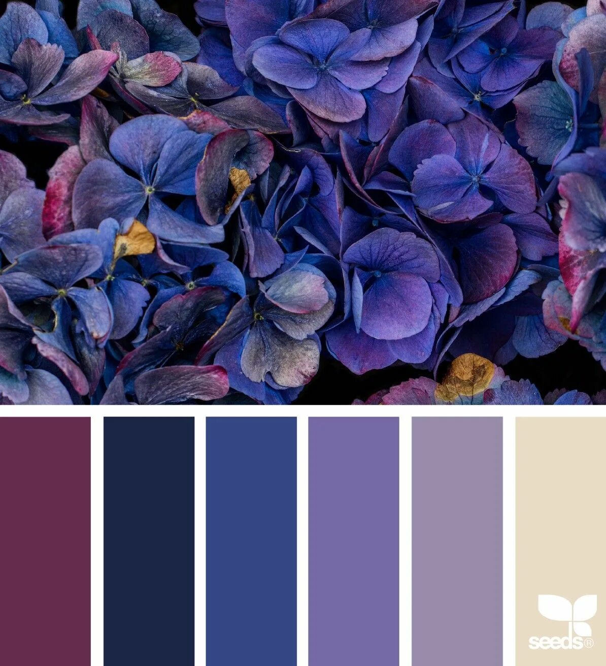 Color Flora Seeds color, Color balance, Design seeds
