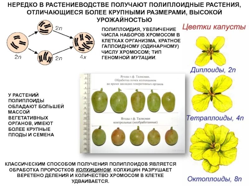 Полиплоидия в селекции растений. Методы полиплоидия растений. Полиплоидизация метод селекции. Методы селекции полиплоидия. Селекционер скрестил самку чистой линии мыши черного