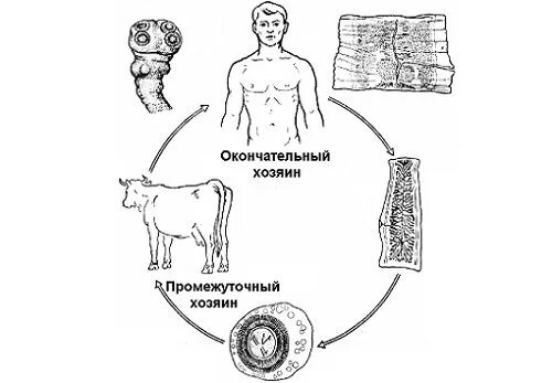 Основным хозяином свиного цепня является. Жизненный цикл бычьего цепня. жизненный цикл бычьего цепня схема. бычий цепень жизненный цикл. жизненный цикл бычьего цепня схема рисунок.