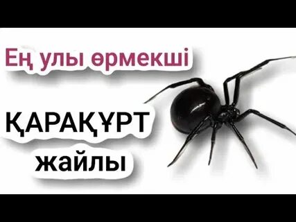 Сперматозоид қайдан келеді?