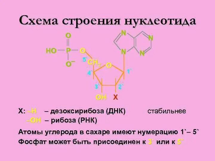 Днк какой мономер. Схема строения нуклеотида ДНК. Схема строения нуклеотида. Схема строения мономера ДНК. Структура нуклеотида формула.