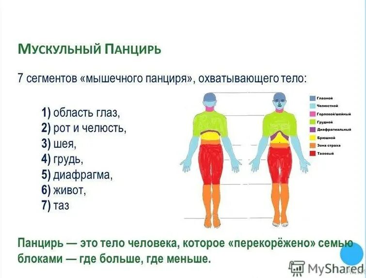 Уважая тело. Мышечные блоки и зажимы. Мышечный панцирь по Райху упражнения. Семь сегментов мышечного панциря. Райх сегменты мышечного панциря.