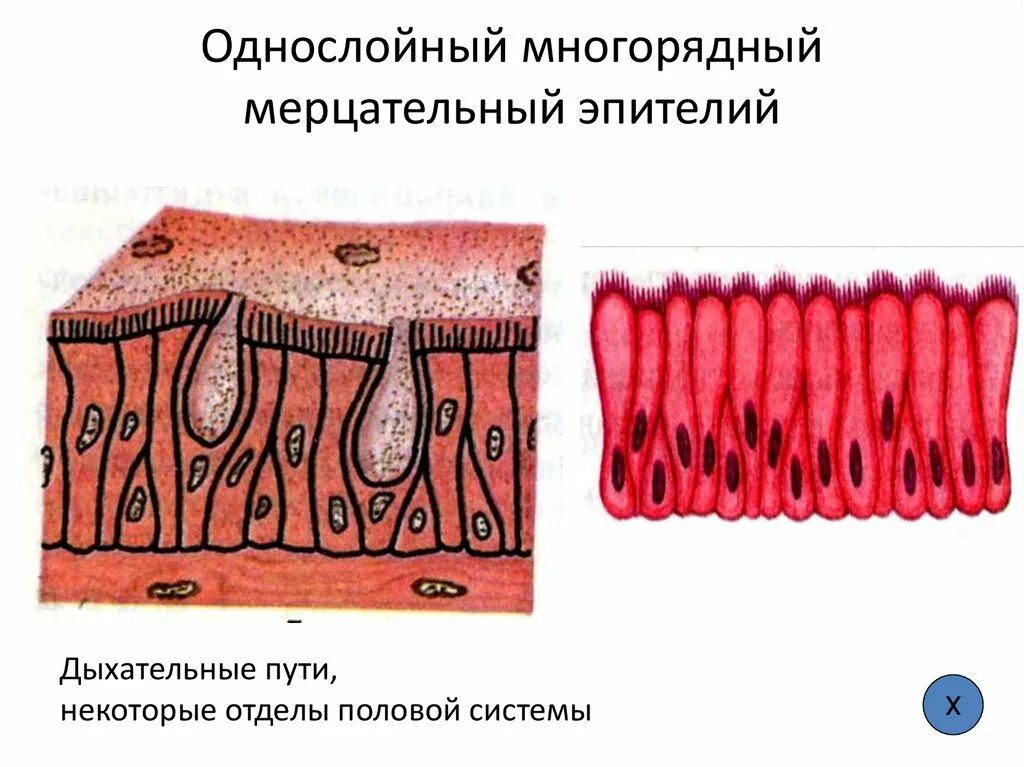 Мерцательный эпителий строение гистология. Однослойный многорядный цилиндрический эпителий. Многорядный призматический мерцательный эпителий. Однослойный многорядный цилиндрический эпителий. Однослойный многоядерный цилиндрический эпителий.