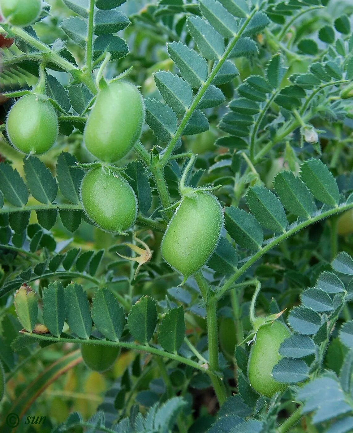 Всходы нута. Горох нут куст. Горох нут куст. Растение нут. Нут (турецкий горох) растение.