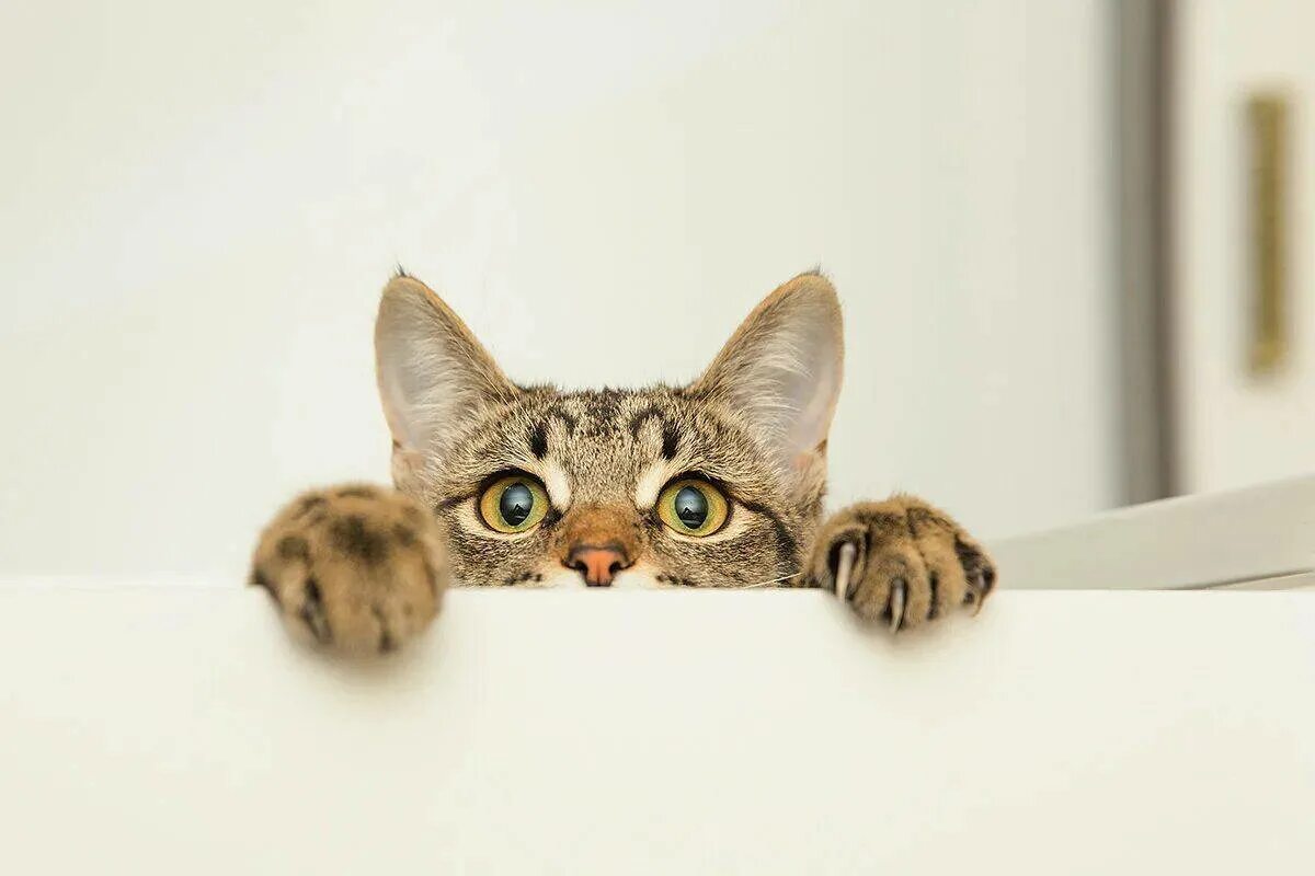 Ve cat