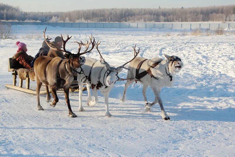 аргиш. оленья упряжь. мы помчимся на оленях. на оленях утром ранним картинка. оленья упряжка.