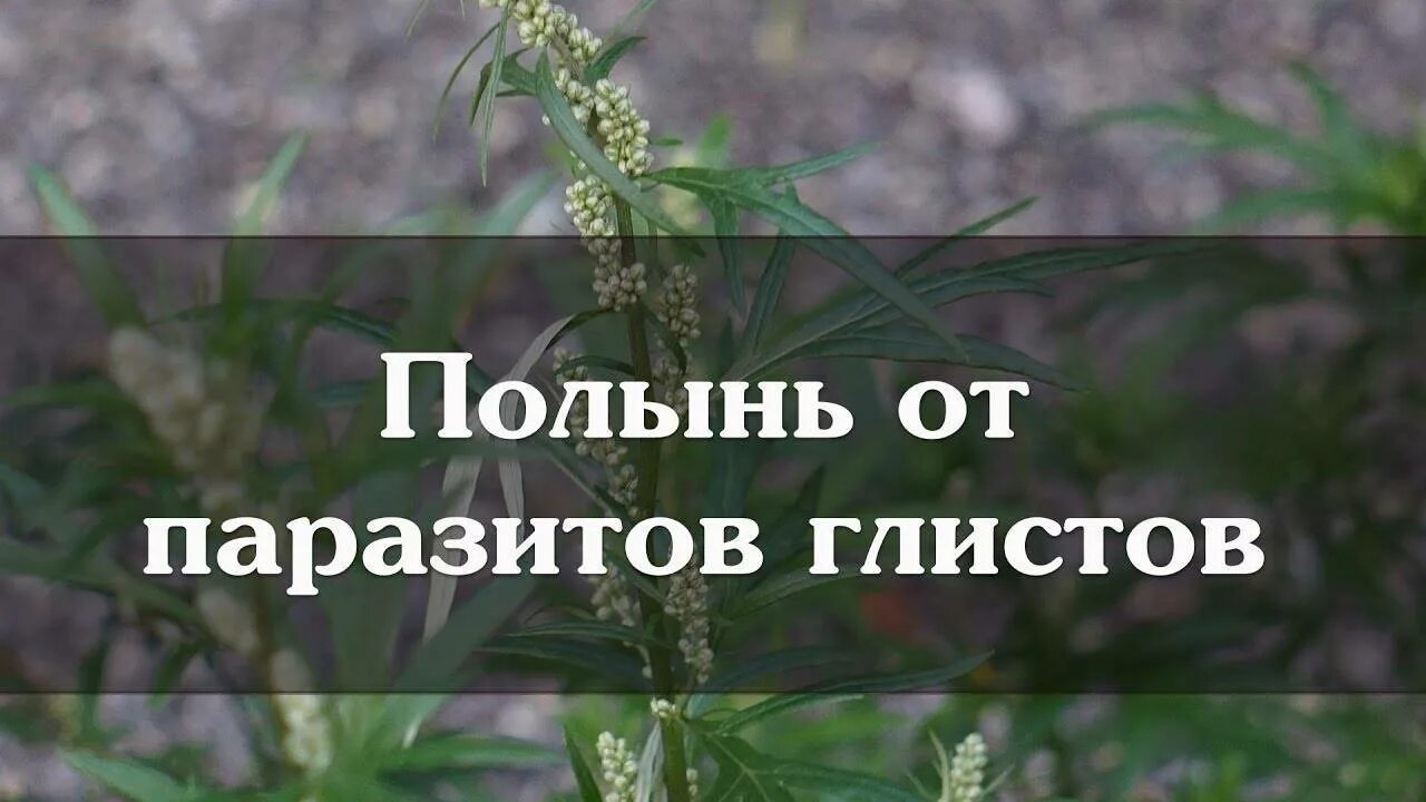Гельминтозы фитотерапии. Полынь против паразитов. Полынью от глистов. Полынь горькая от глистов. Полынью от глистов.