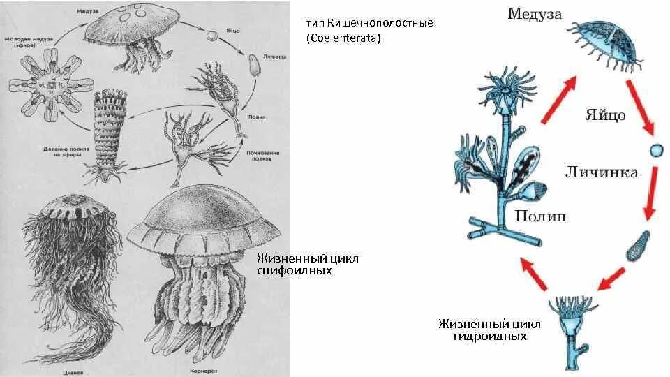 Цикл развития гидроидной медузы. Жизненный цикл медузы 7 класс. Цикл развития сцифоидной медузы. Жизненный цикл сцифоидных медуз схема.