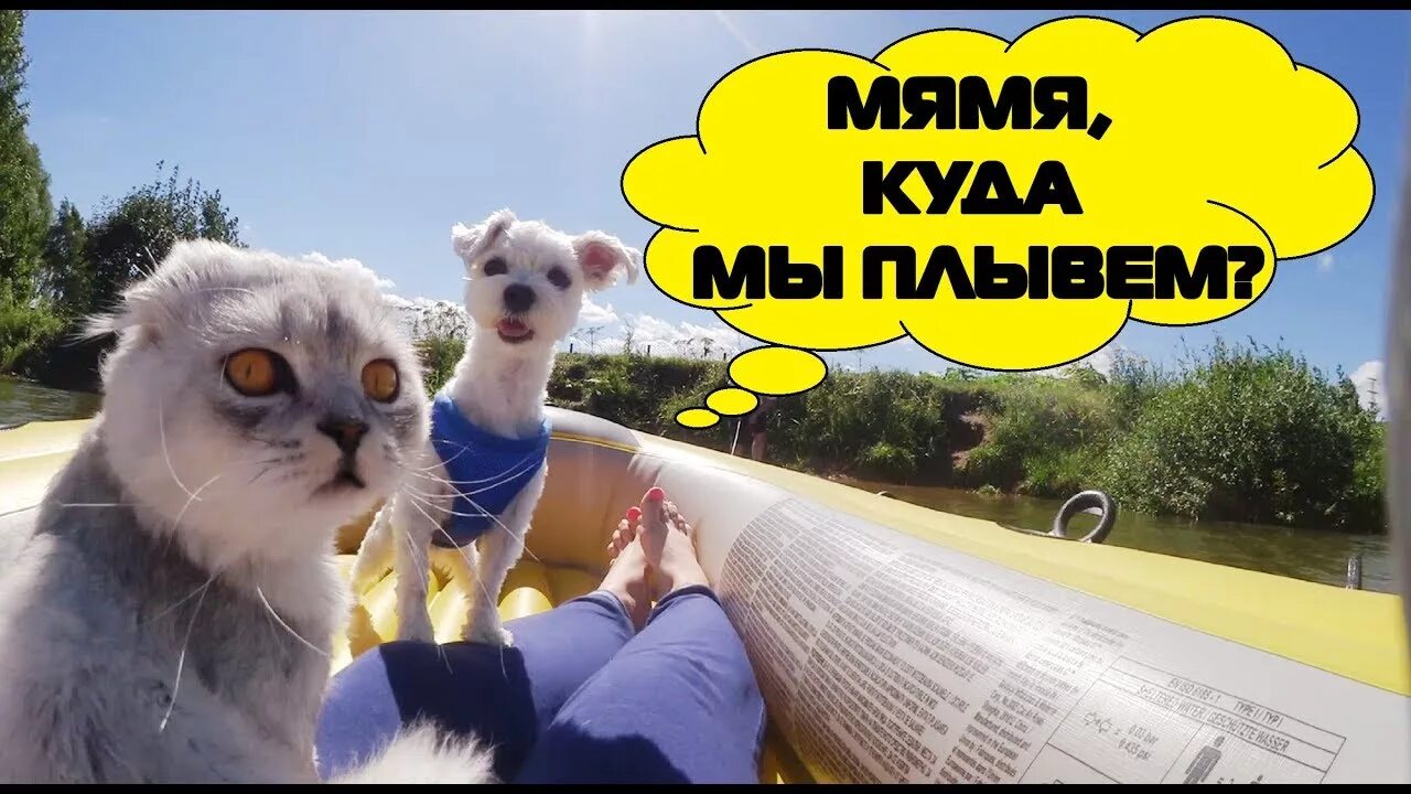 Кот кевин и собака. Билли бой ляпота тв. ляпота тв кевин. ляпота тв кевин и билли. ляпота тв фото билли.