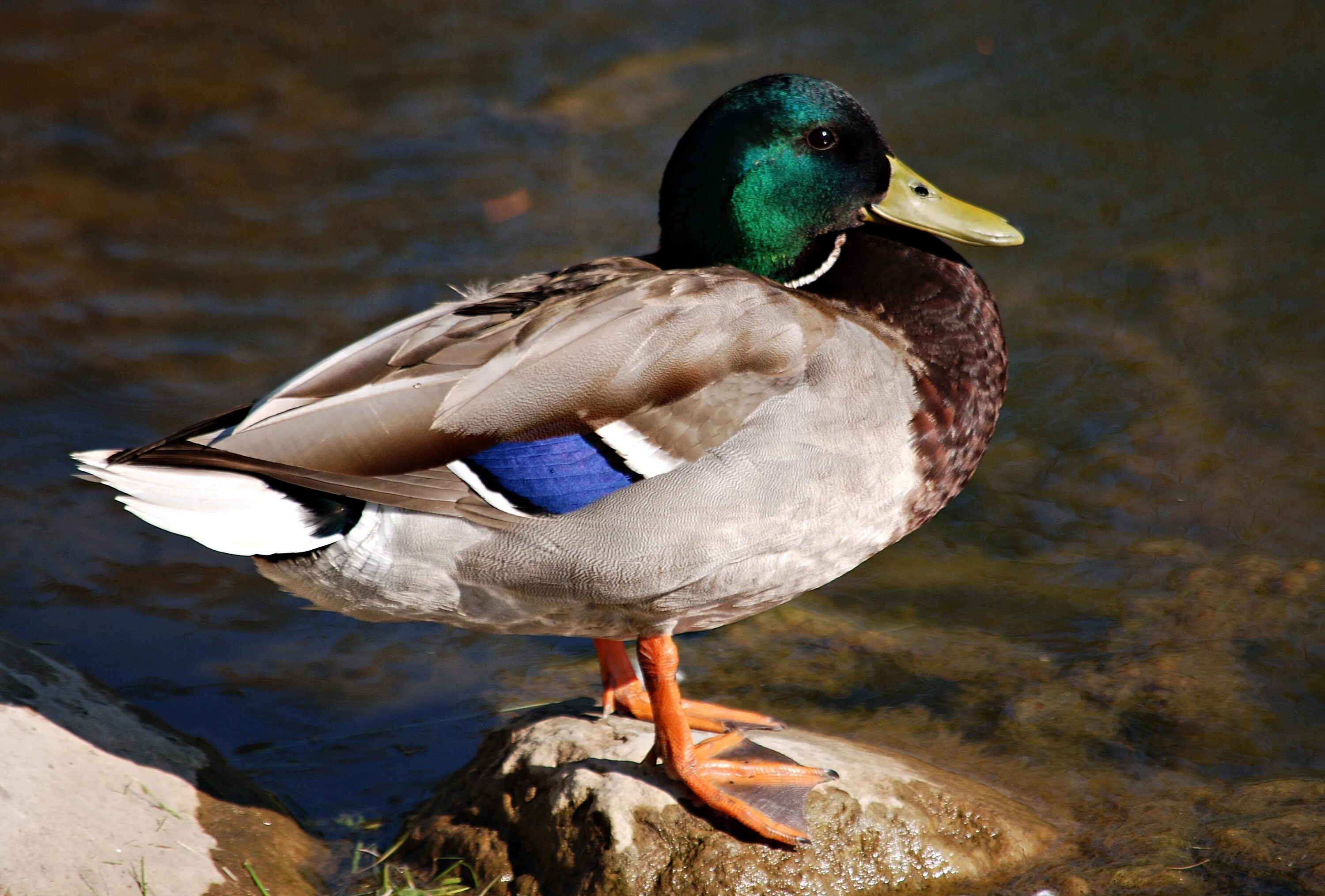 Duck bird