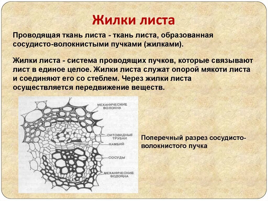 Какие клетки образуются листовую пластинку. Ткани жилки листа. Строение жилки листа. Строение проводящего пучка листа. Проводящие пучки жилки.