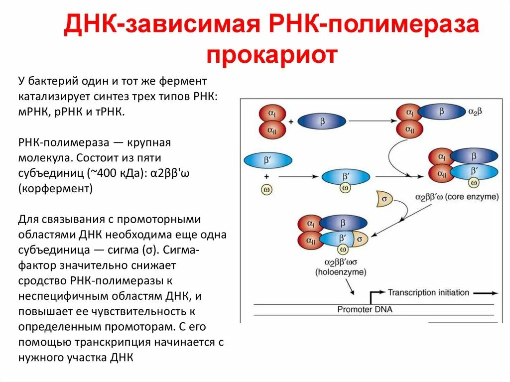 Рнк блокирует. Исходный продукт синтеза РНК ферментом РНК-полимеразой. РНК полимераза строение субъединицы. РНК полимераза прокариот структура. ДНК-зависимая РНК-полимераза прокариот.