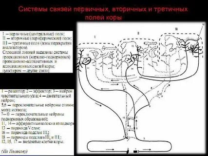 Первичные вторичные поля головного мозга