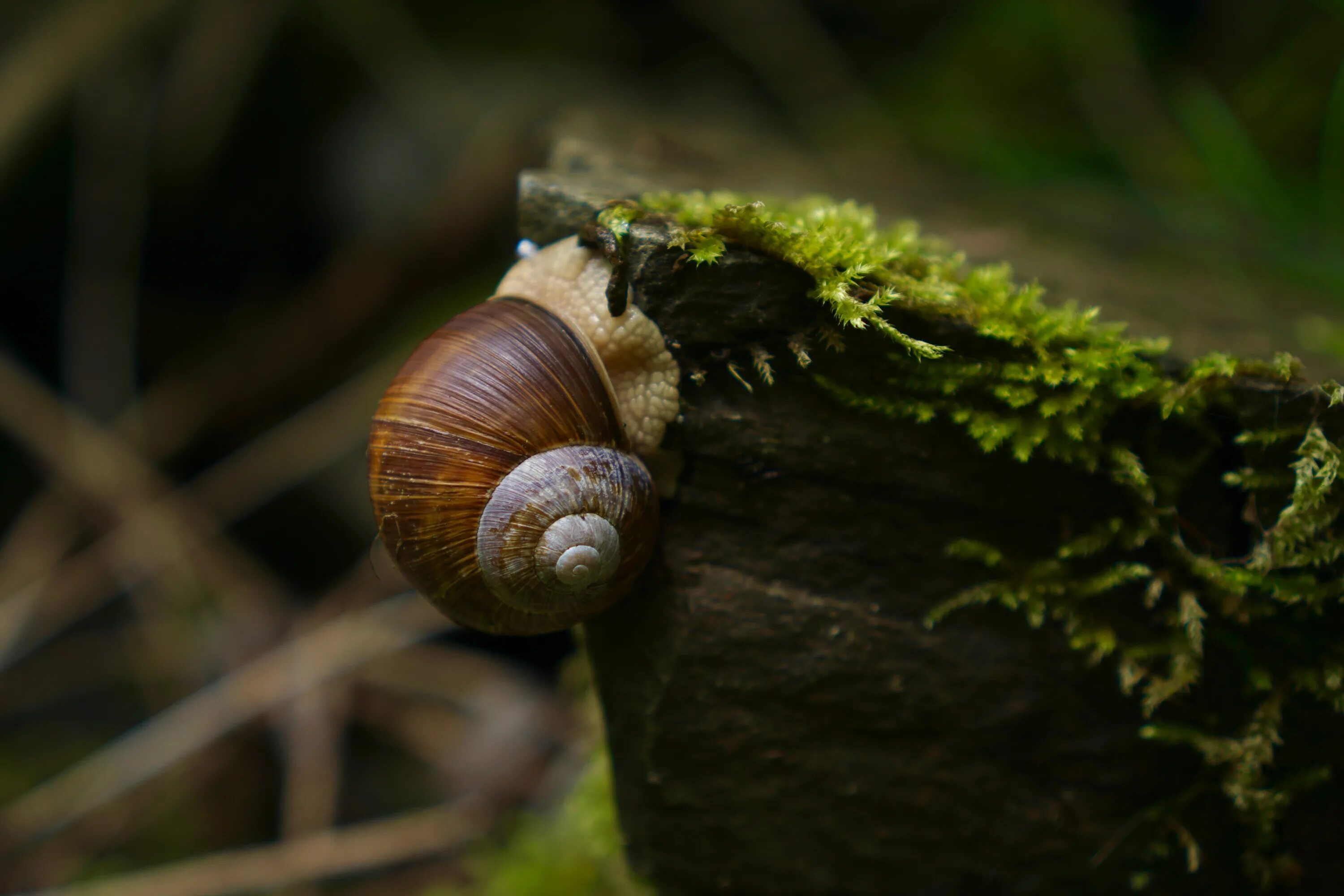 Хеликс поматиа улитки. Виноградная улитка Хеликс. Улиток Helix aspersa maxima.