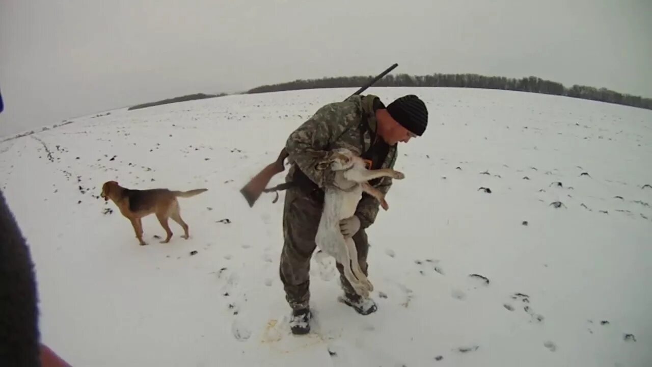 Охота с гончими на зайца 2019. Охота на зайца свежие видео. Охота на зайца свежие видео. Охота на зайца свежие видео. Охота на зайца с гончими 2020.