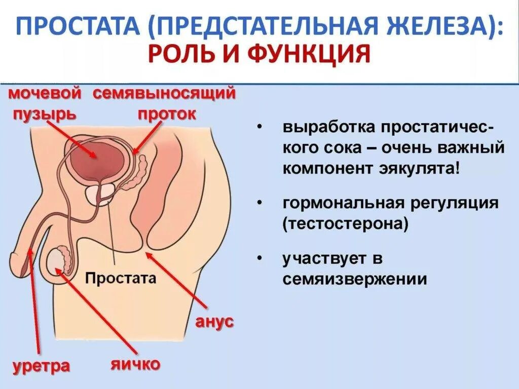 Что такое простата у мужчин