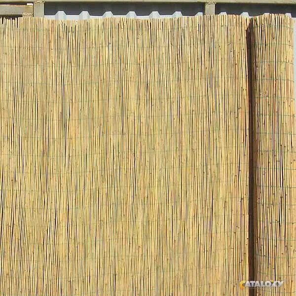 Тростник обыкновенный phragmites australis. Цицания широколистная. Тростник москва. Тростник обыкновенный phragmites australis. Камыш щетиновидный.