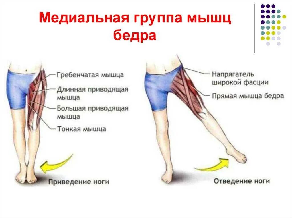 Ноги выше колена. Приводящие и отводящие мышцы. Медиальная группа мышц бедра. Растяжение мышцы бедра спереди. Приводящая группа мышц бедра.
