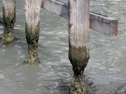 Дубовая вода
