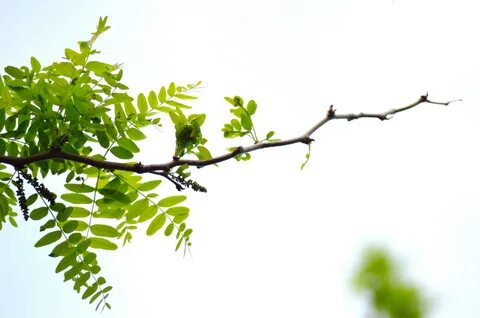 Branch around