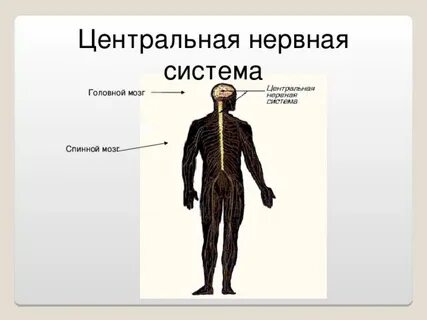 Нервная система представлена